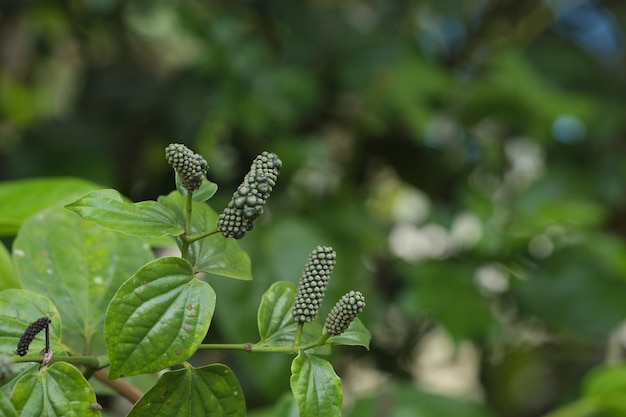 Malabar Basella rubra Lembayung Malabar Bayam Sailan Bayam Malabar Gendola no jardim Bayam malabar