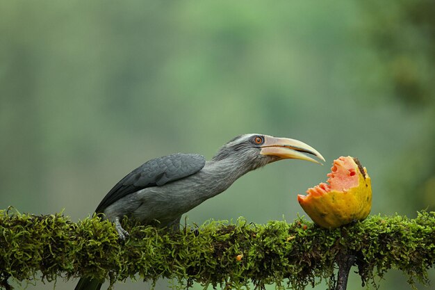 Malabar gris hornbill con frutas con un hermoso fondo en CoorgKarnatakaIndia