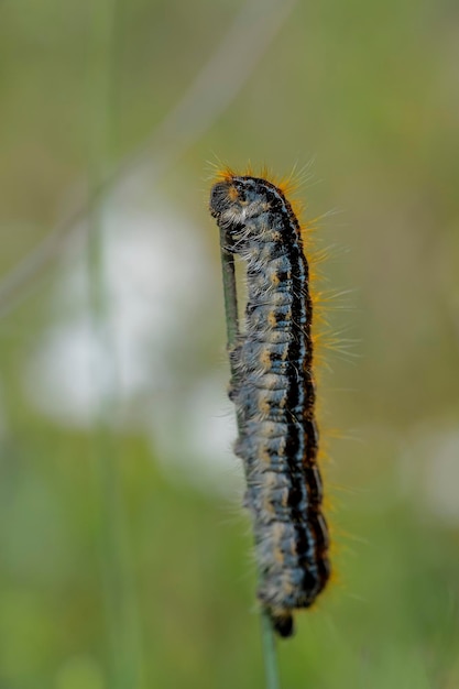 Malacosoma alpicolum ist eine Polilla de la familia Lasiocampidae las polillas hocicas