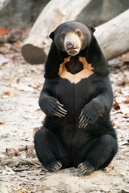 Malaiische Sunbear Sunbear im Zoo