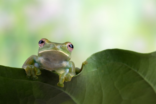 Malaiischer Laubfrosch hängt an einem Blatt