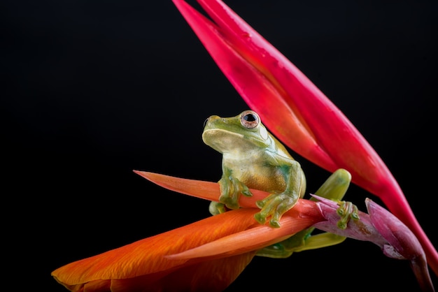 Malaiischer Laubfrosch thront auf roter Blume