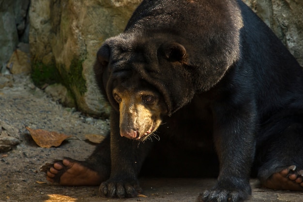 Malaiischer Sun-Bär im Zoo