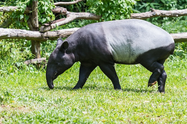 Malaiischer Tapir im Zoo.