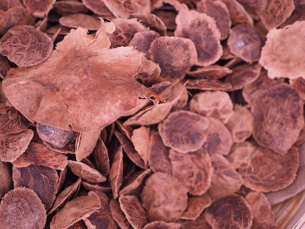 Malaio paduak, Nova Guiné jacarandá