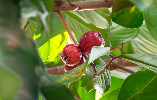 Malaio rosa maçã