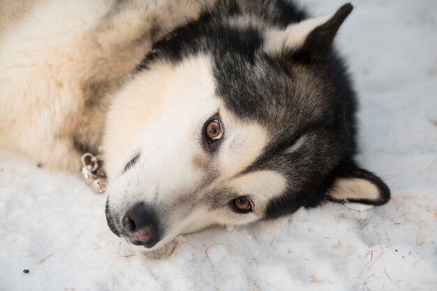 Malamute de Alaska acostado sobre un lado en el bosque de invierno. De cerca.