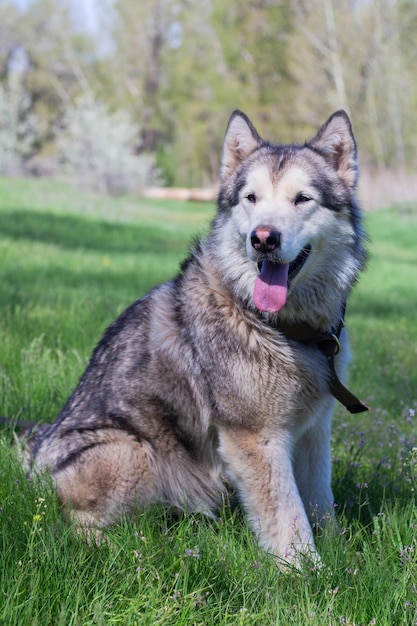 Malamute de Alaska camina en la naturaleza