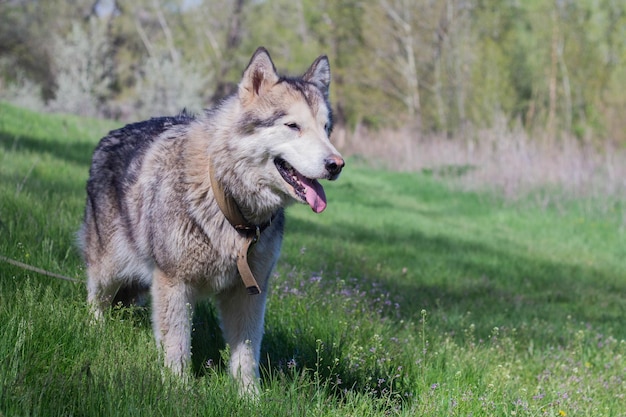 Malamute de Alaska camina en la naturaleza