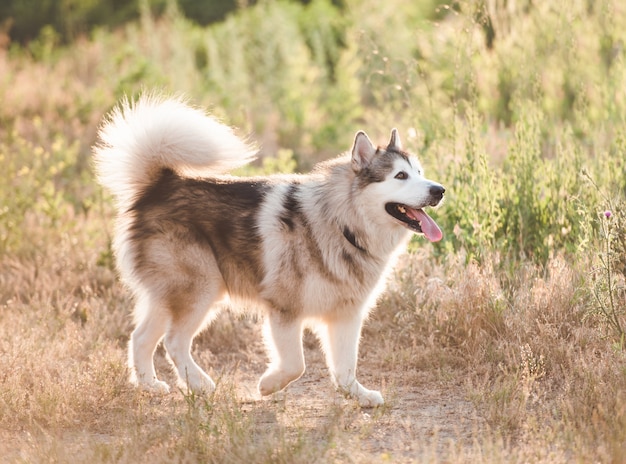 Malamute de Alaska gris claro y blanco