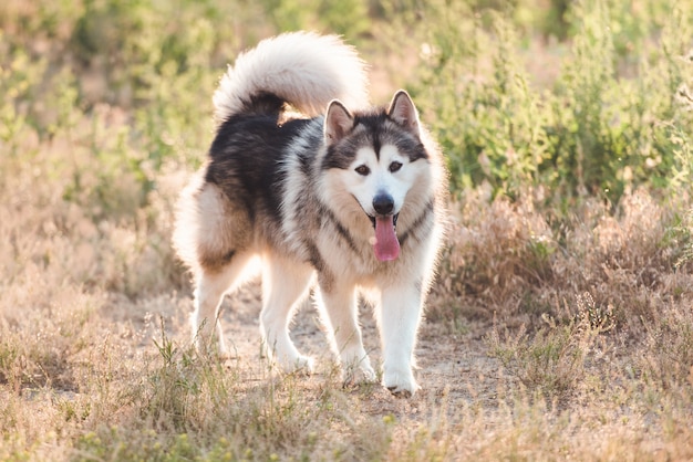 Malamute de Alaska gris claro y blanco