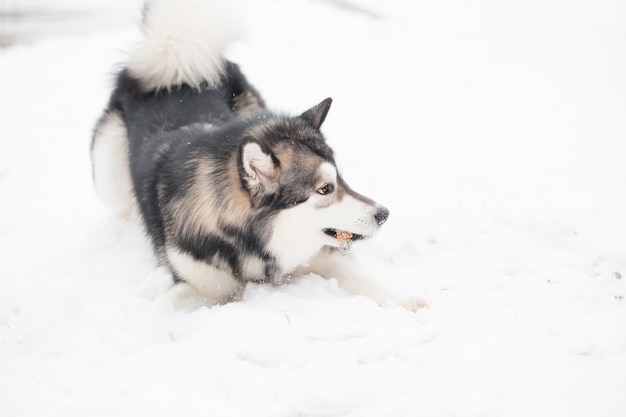 Malamute de Alaska joven jugando en la nieve. Invierno de perro.