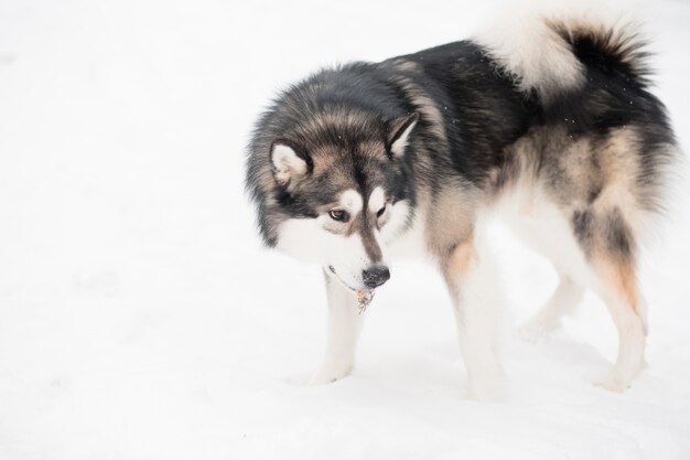 Malamute de Alaska joven de pie en la nieve. Invierno de perro.