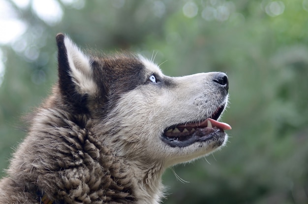 Malamute ártico con ojos azules en la naturaleza