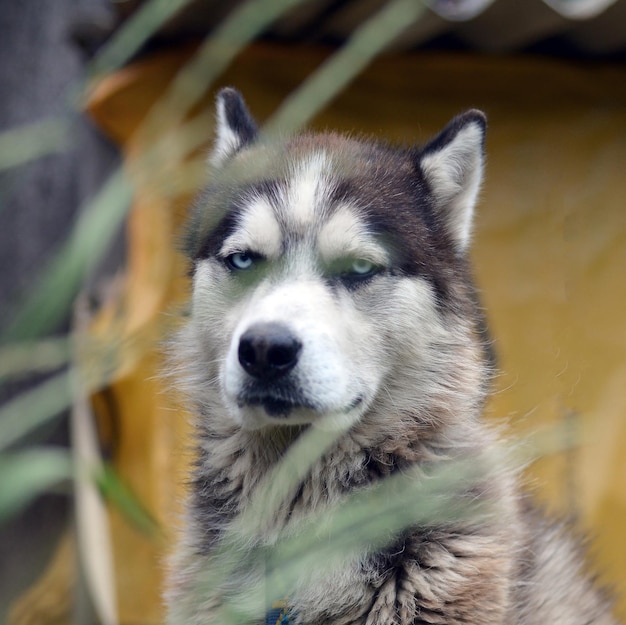 Malamute ártico con ojos azules retrato de hocico de cerca a través de los tallos de hierba verde con