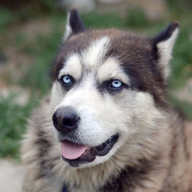 Malamute ártico con retrato de hocico de ojos azules de cerca. Este es un tipo nativo de perro bastante grande