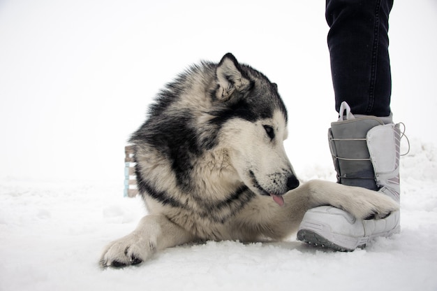 Malamute do Alasca cão encontra-se na neve