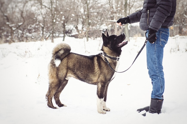 Malamute do alasca cor escura no ambiente natural caminhando na neve