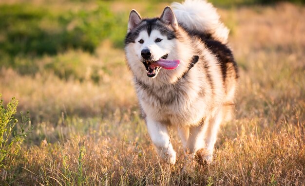 Malamute do Alasca correndo em um campo