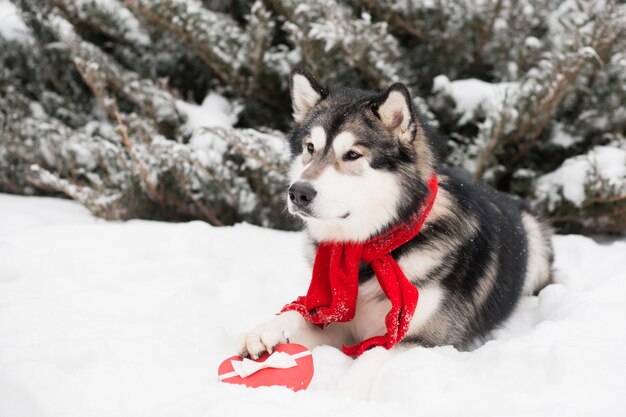 Foto malamute do alasca deitado em um lenço vermelho com caixa de presente de coração. dia dos namorados. cachorro