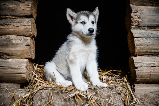 Malamute do alasca filhote de cachorro bonito executado no jardim de grama