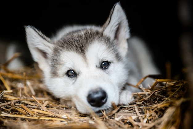 Malamute do Alasca filhote de cachorro bonito executado no jardim de grama