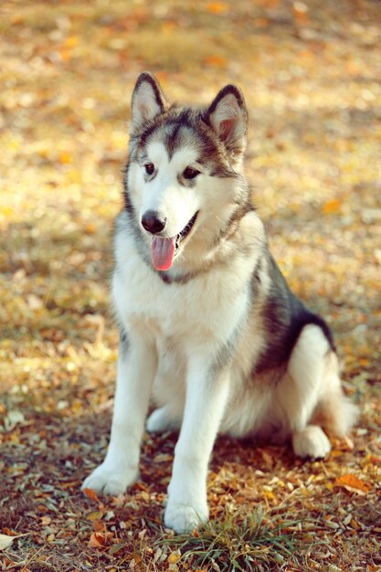 Malamute do Alasca no parque