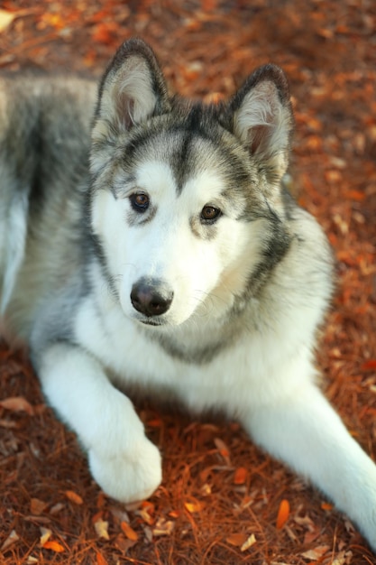 Malamute do Alasca no parque