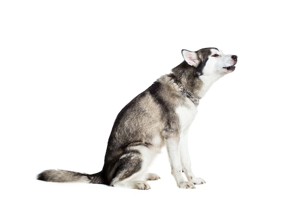 Malamute do Alasca sentado de lado, isolado no branco. Cão bonito