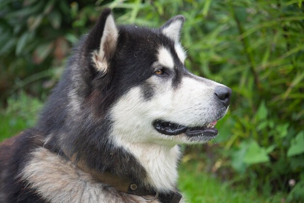 Malamute do Alasca