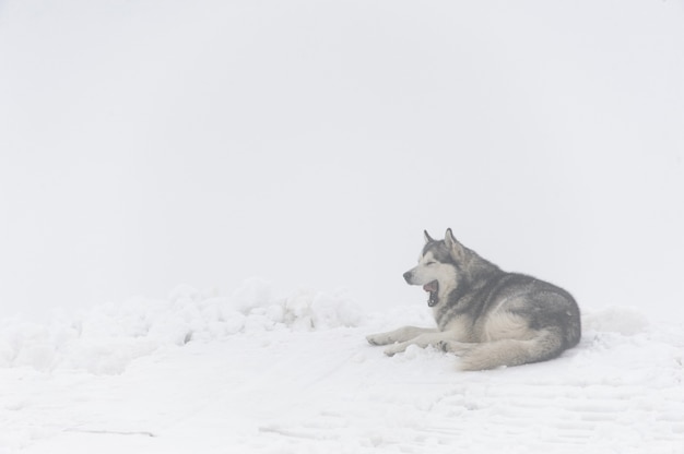 Malamute Hund gähnt und liegt auf dem Schnee in den Bergen