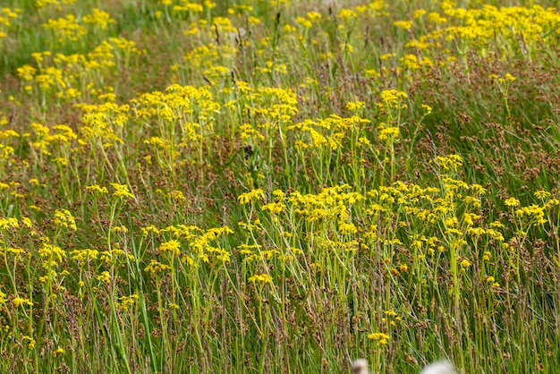 Malas hierbas llanas simples en el campo en la temporada de verano