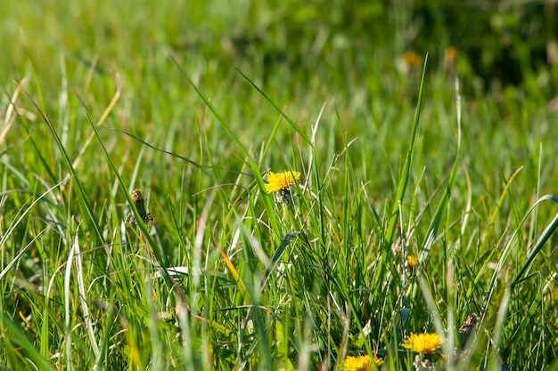 Malas hierbas llanas simples en el campo en la temporada de verano