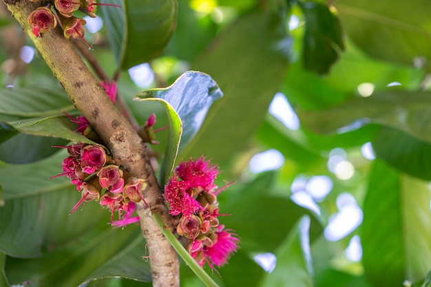 Foto malay apple, malaia rosa flor de maçã na árvore no jardim