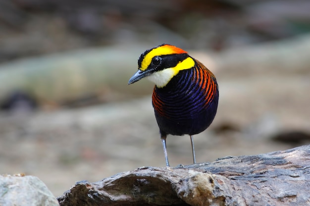 Malaya con bandas Pitta Pitta guajana Hermosas aves macho de Tailandia