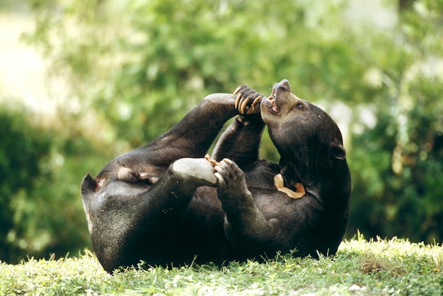 Malayan sun bear joga helarctos malayanus zoo