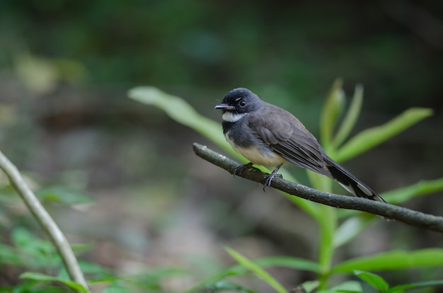 Malaysian Pied Fantail (Rhipidura Javanica) in der Natur