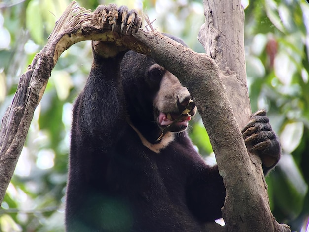 Malaysischer Sonnenbär auf einem Baum im Wald