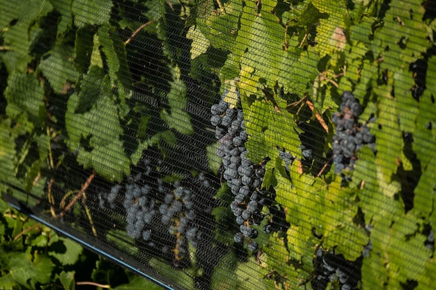 Malbec-traubenplantage in der stadt mendoza argentinien selektiver fokus