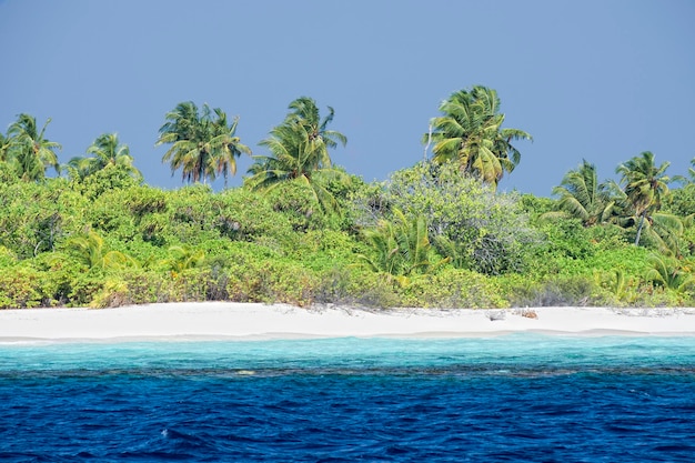 Maldivas paraíso tropical praia água cristalina ilha de coqueiro