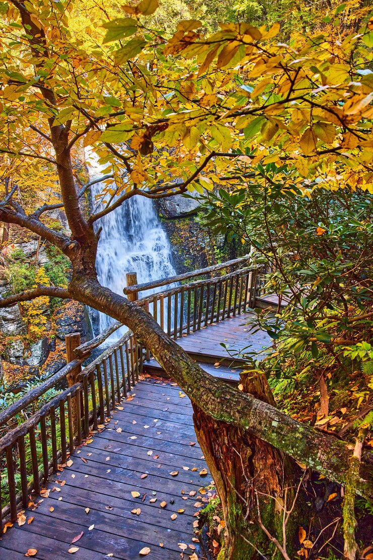 Malecón con hojas de otoño y árbol colgando sobre el camino con cascada en segundo plano.