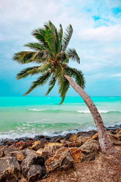 Maledive Islands Sand Beach und grüne Palmenlaubansicht