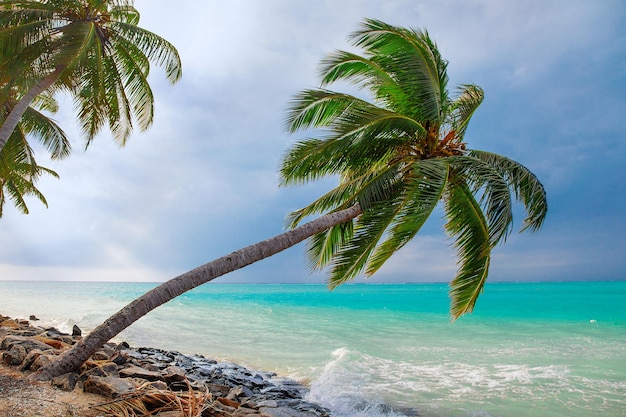 Maledive Islands Sand Beach und grüne Palmenlaubansicht