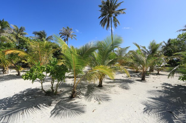 Foto malediven-insel mit palmen