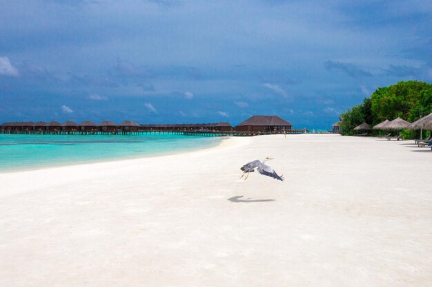 Malediven Insel mit Strand