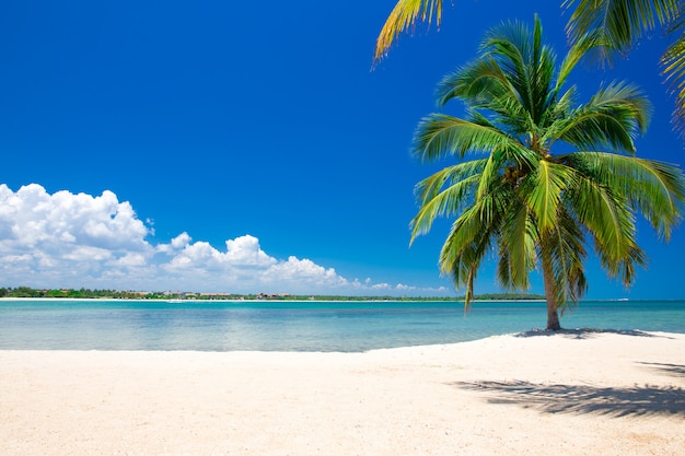 Maledivenferien, schönes Foto des Paradiesstrandes in den Malediveninseln