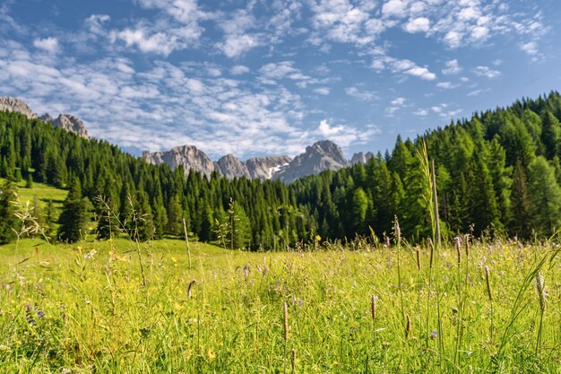 Malerische Alpen mit grünem Wald und Gras auf Feld nahe Berg