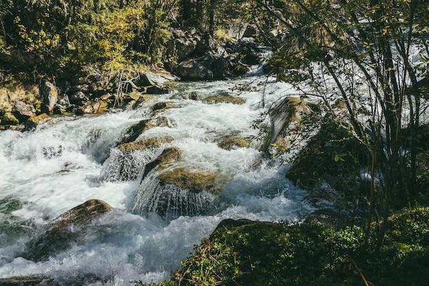 Malerische alpine Landschaft mit Gebirgsfluss im wilden Herbstwald bei Sonnenschein. Lebendige Herbstlandschaft mit schönem Fluss zwischen Bäumen und Dickichten an sonnigen Tagen. Bergbach im Wald im Herbst.