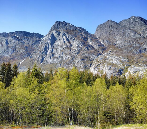 Malerische Aussicht auf die Berglandschaft mit Waldbäumen und blauem Himmel in Norwegen Schöne Aussicht auf die Natur mit lebendigen, üppigen Bäumen rund um ein ikonisches Naturdenkmal an einem sonnigen Tag