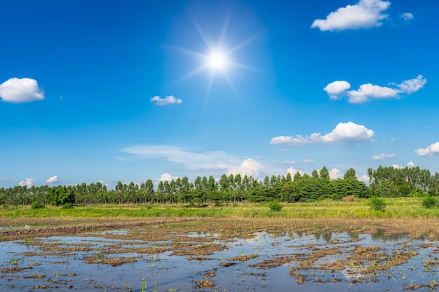 Malerische Aussichtslandschaft des grünen Grases des jungen Reisfeldes mit Feldmaisfeld in Schlamm und Wasser in Asien-Landwirtschaftsernte mit flauschigem Wolkenblauer Himmeltageslichthintergrund.